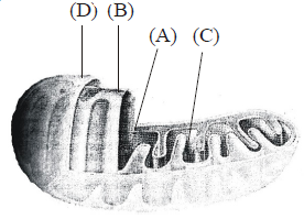 Cell: The Unit of Life mcq question image